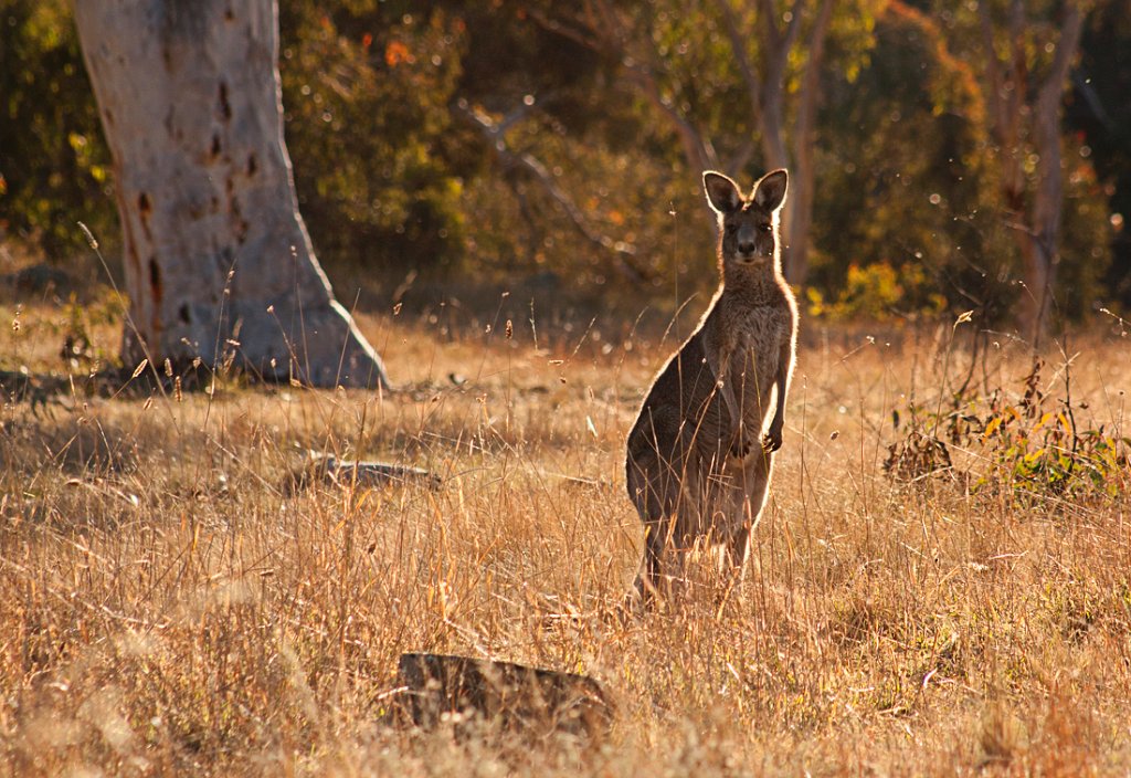 sun roo.jpg